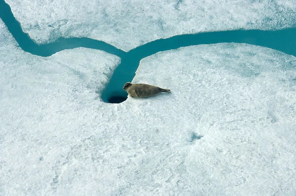 ringed seal, Phoca hispida, on multi-layer ice (fresh water pans formed over years