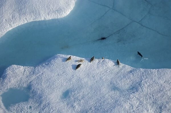 Ringed seals, Phoca hispida, on multi-layer ice with exit hole underneath to ocean