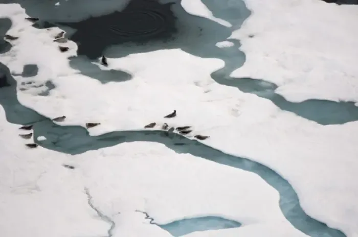 Framed Print : Ringed seals, Phoca hispida, on multi-layer ice with exit hole underneath to ocean