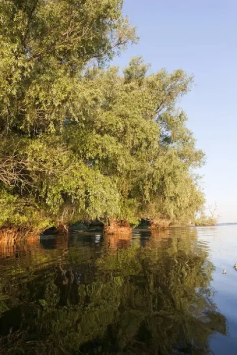 Framed Print : Riparian Forest in the Danube Delta, romania