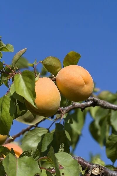 Ripe apricots grow on the tree in Oregon, USA