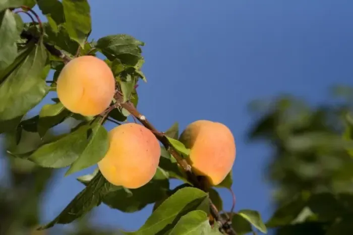 Framed Print : Ripe apricots grow on the tree in Oregon, USA Framed Print : Ripe apricots grow on the tree in Oregon, USA