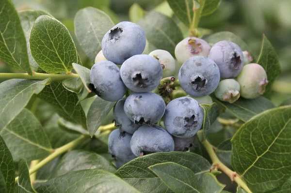 Ripe blueberries on bush South Haven Michigan