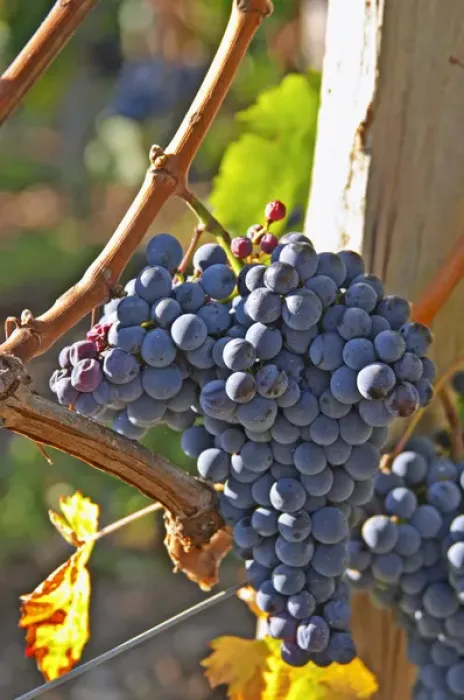 Framed Print : Ripe bunches of Merlot grapes at Chateau la Grave Figeac, Saint Emilion, Bordeaux Framed Print : Ripe bunches of Merlot grapes at Chateau la Grave Figeac, Saint Emilion, Bordeaux