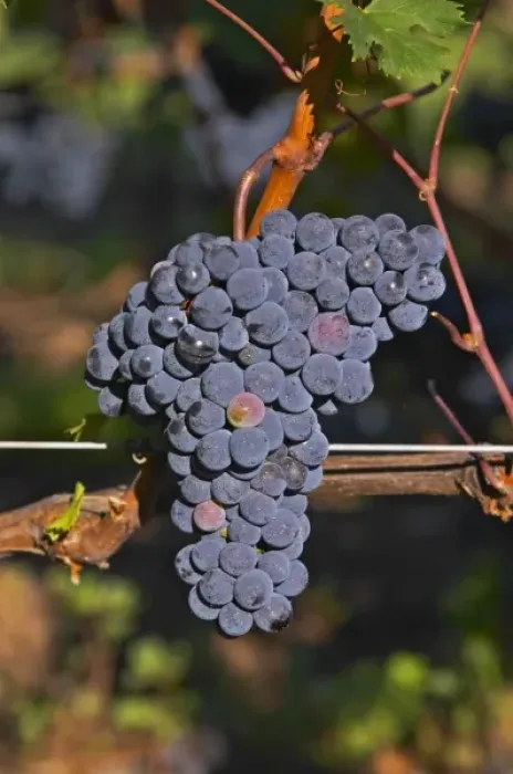 Framed Print : Ripe bunches of Merlot grapes at Chateau la Grave Figeac, Saint Emilion, Bordeaux