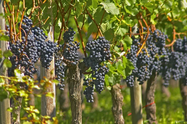 Ripe bunches of Merlot grapes in a row in the vineyard - Chateau Grand Mayne, Saint Emilion