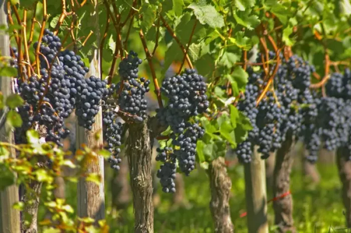 Framed Print : Ripe bunches of Merlot grapes in a row in the vineyard - Chateau Grand Mayne, Saint Emilion