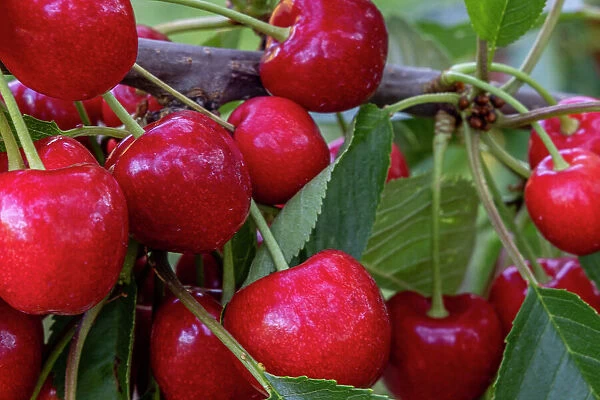 Ripe cherries on Flathead Lake orchard near Woods Bay, Montana, USA