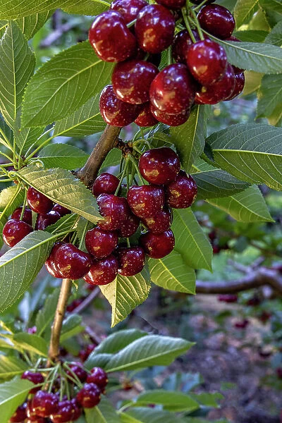 Ripe flathead cherries along Flathead Lake near Woods Bay, Montana, USA