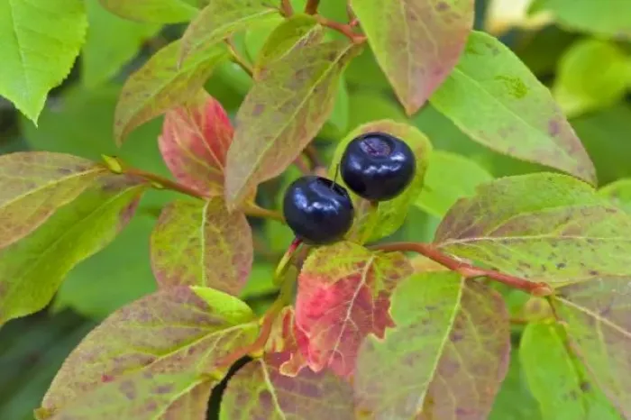 Framed Print : Ripe huckleberries