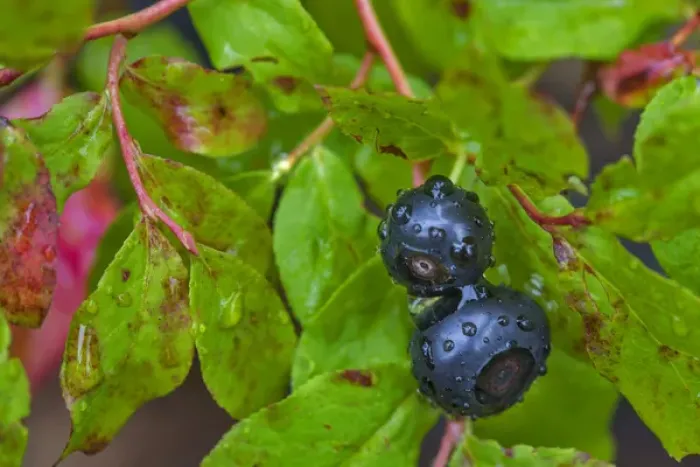 Framed Print : Ripe huckleberries in a light rain near Whitefish, Montana, USA Framed Print : Ripe huckleberries in a light rain near Whitefish, Montana, USA
