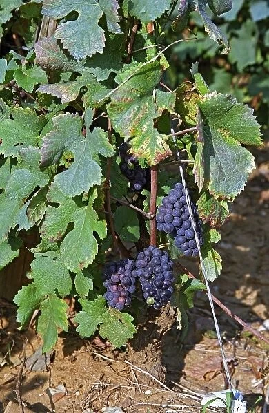 Ripe Pinot Noir grapes in the La Grande Rue Grand Cru vineyard in Vosne Romanee