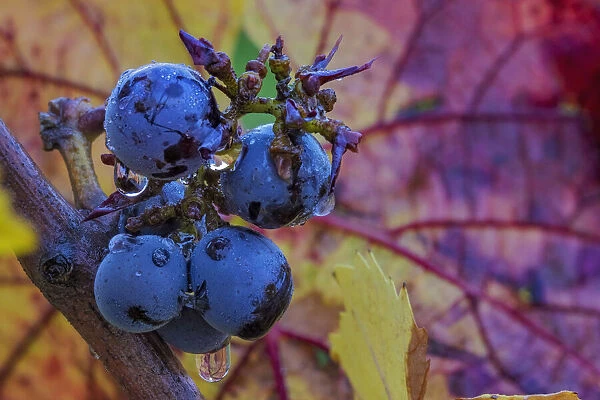 Ripe Pinot Noir grapes on the vine at Yamhill Valley Winery in McMinnville, Oregon, USA