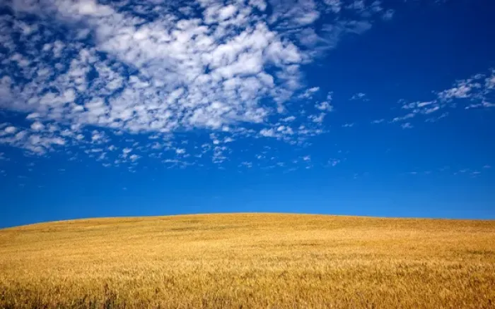 Framed Print : Ripe Wheat Field Ready for Harvest Palouse Washington State Pacific Northwest Framed Print : Ripe Wheat Field Ready for Harvest Palouse Washington State Pacific Northwest