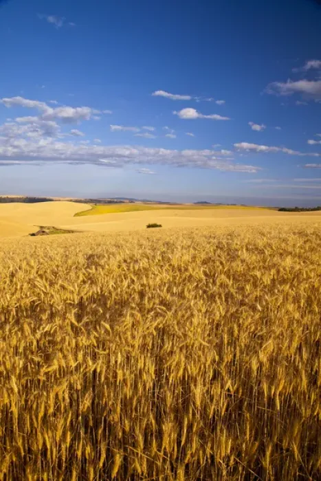 Framed Print : Ripe wheat fields near Kendrick, Idaho, USA Framed Print : Ripe wheat fields near Kendrick, Idaho, USA