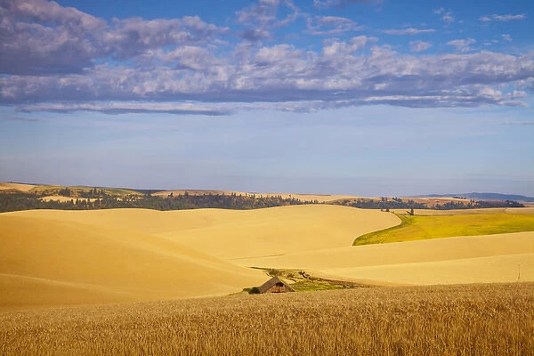Ripe wheat fields near Kendrick, Idaho, USA