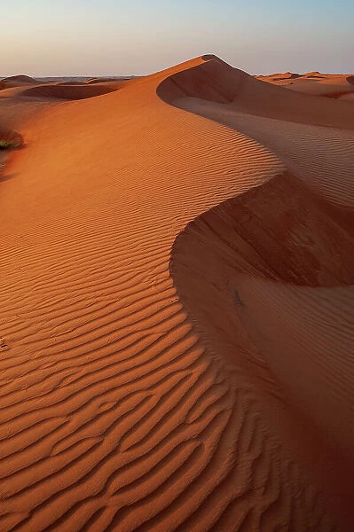 Rippled dunes in the Wahiba Sands at sunset. Wahiba Sands, Arabian Peninsula, Oman