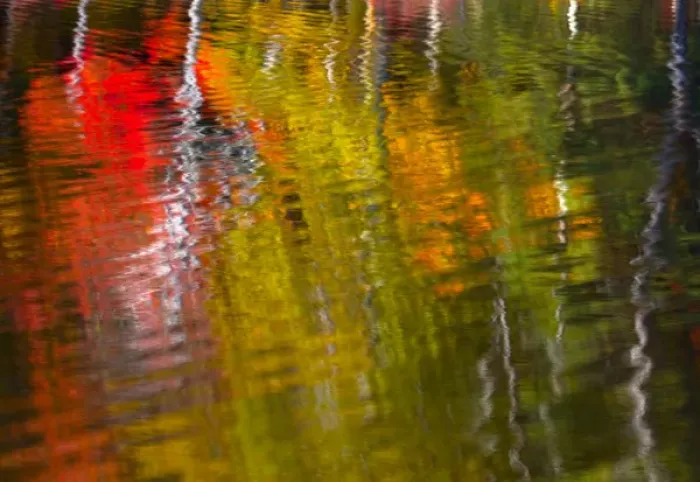 Framed Print : Rippled reflections of fall foliage in Blackledge Pond as the wind blew the water Framed Print : Rippled reflections of fall foliage in Blackledge Pond as the wind blew the water