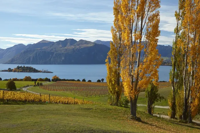 Framed Print : Rippon Vineyard and Lake Wanaka, Otago, South Island, New Zealand Framed Print : Rippon Vineyard and Lake Wanaka, Otago, South Island, New Zealand