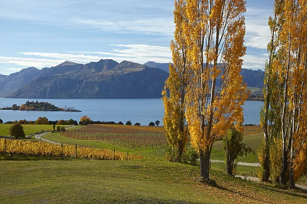 Rippon Vineyard and Lake Wanaka, Otago, South Island, New Zealand
