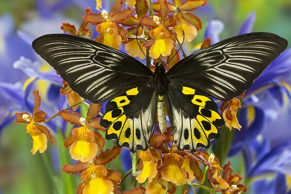 Rippons Birdwing Butterfly, Female, Troides hypolitus
