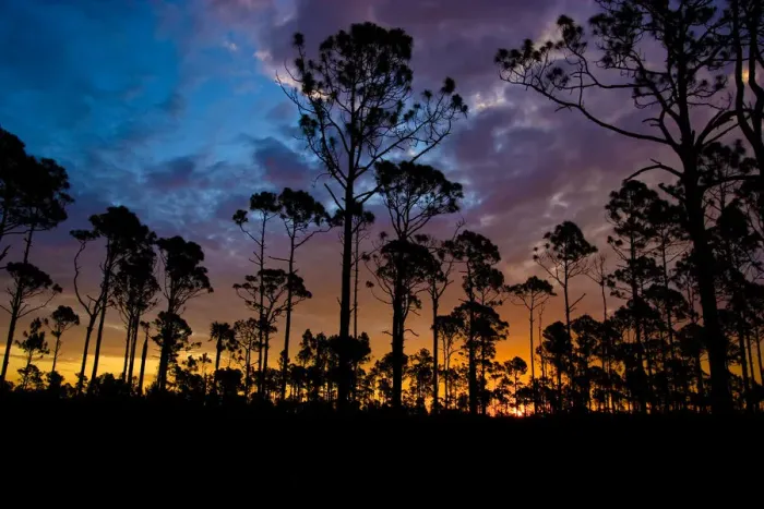 Framed Print : The rising sun silhouettes the slash pine trees in the foreground, looking east into Framed Print : The rising sun silhouettes the slash pine trees in the foreground, looking east into