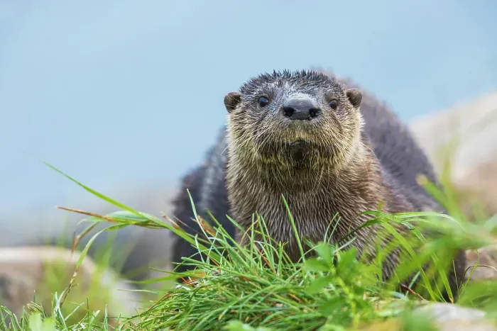 Framed Print : River otter pauses for glance about while foraging along the Churchill River in Northern Manitoba