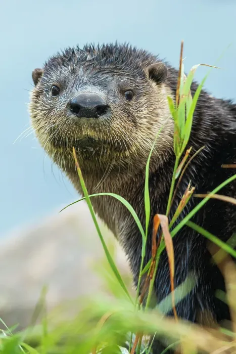Framed Print : River otter pauses for a moment while foraging along a river bank in the arctic country