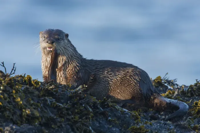 Framed Print : River Otter; a snack found among the tide pools at low tide