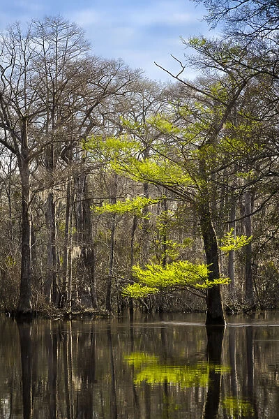 River water moves slowly through a flooded wooded swamp in Florida. Cypress leafing out
