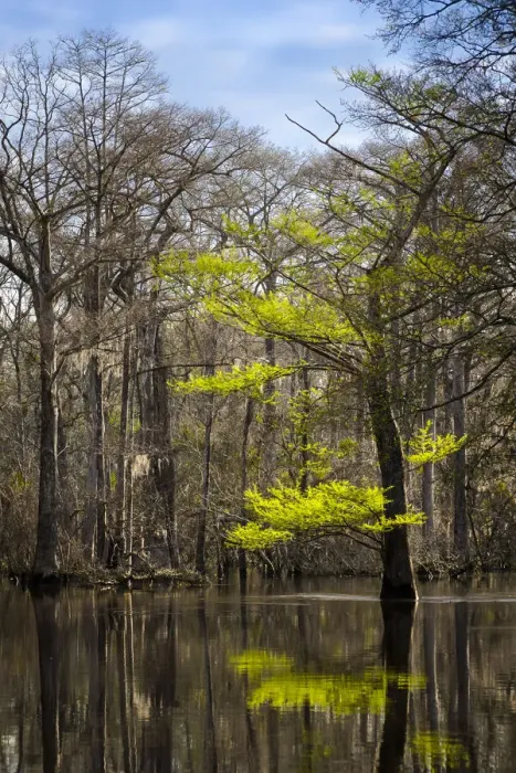 Framed Print : River water moves slowly through a flooded wooded swamp in Florida. Cypress leafing out Framed Print : River water moves slowly through a flooded wooded swamp in Florida. Cypress leafing out