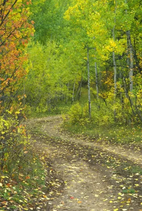 Framed Print : Road through Aspen forest in Kebler Pass