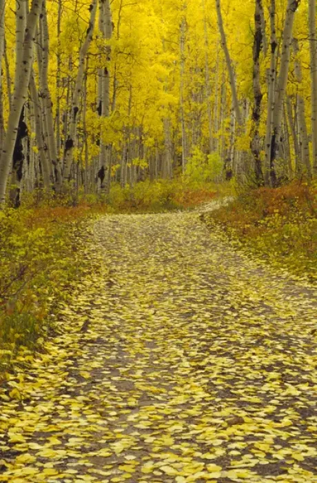 Framed Print : Road through Aspen forest in Kebler Pass Framed Print : Road through Aspen forest in Kebler Pass