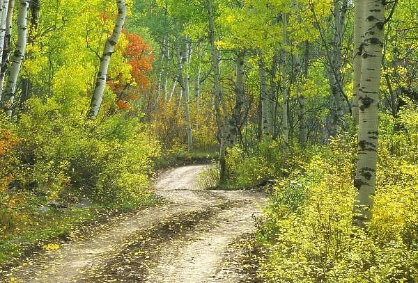 Road with autumn