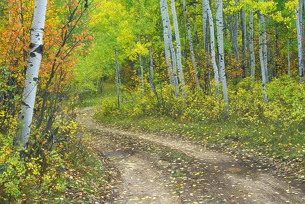 Road with autumn colors and aspens in Kebler Pass