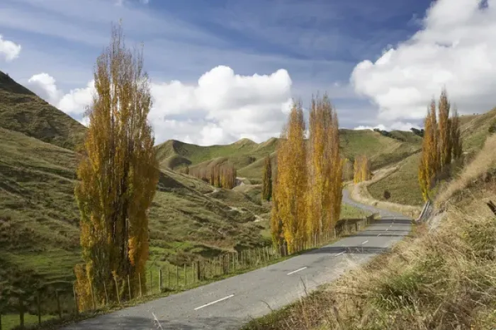 Framed Print : Road and Autumn Colour, near Ruanui, Rangitikei District Central North Island, New Framed Print : Road and Autumn Colour, near Ruanui, Rangitikei District Central North Island, New