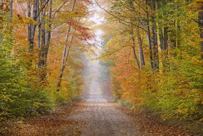 Framed Print : Road in fall color Schoolcraft County Upper Peninsula Michigan Framed Print : Road in fall color Schoolcraft County Upper Peninsula Michigan