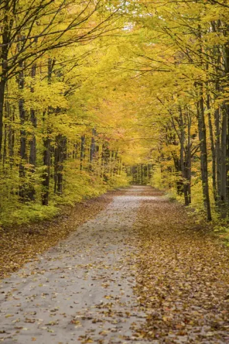 Framed Print : Road in fall color Schoolcraft County Upper Peninsula Michigan