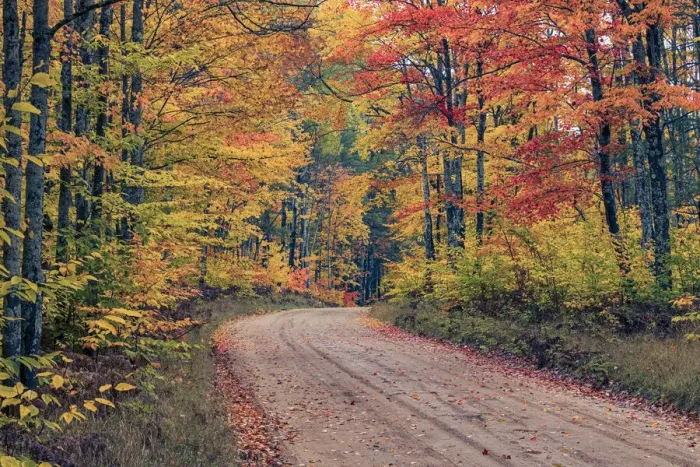 Framed Print : Road through Hiawatha National Forest and fall colors, Upper Peninsula of Michigan Framed Print : Road through Hiawatha National Forest and fall colors, Upper Peninsula of Michigan