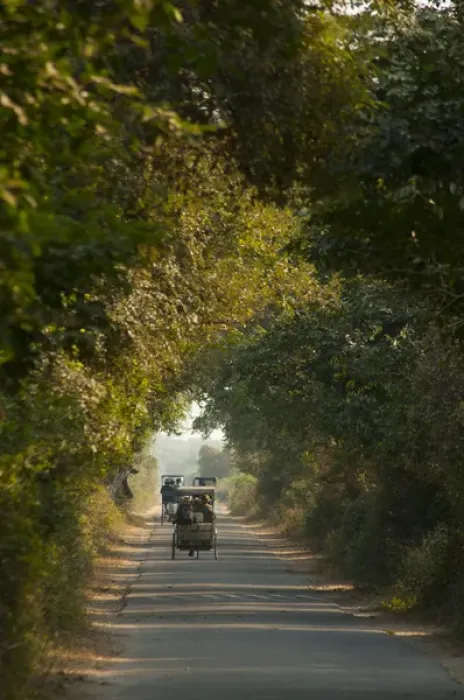 Framed Print : Road through Keoladeo National Park (Bharatpur bird sanctuary), Bharatpur, Rajasthan Framed Print : Road through Keoladeo National Park (Bharatpur bird sanctuary), Bharatpur, Rajasthan