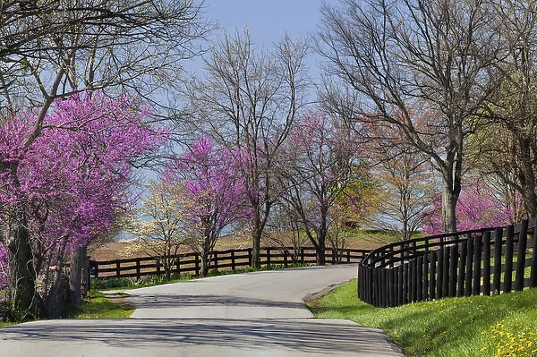 Road lined with Redbud and dogwood trees in full bloom, Lexington, Kentucky