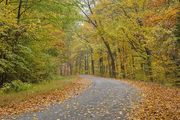 Road at Pounds Hollow, Shawnee National Forest, Saline County, Illinois