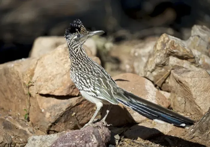 Framed Print : A Road runner pauses momentarily on its search on the desert floor for grubs Framed Print : A Road runner pauses momentarily on its search on the desert floor for grubs