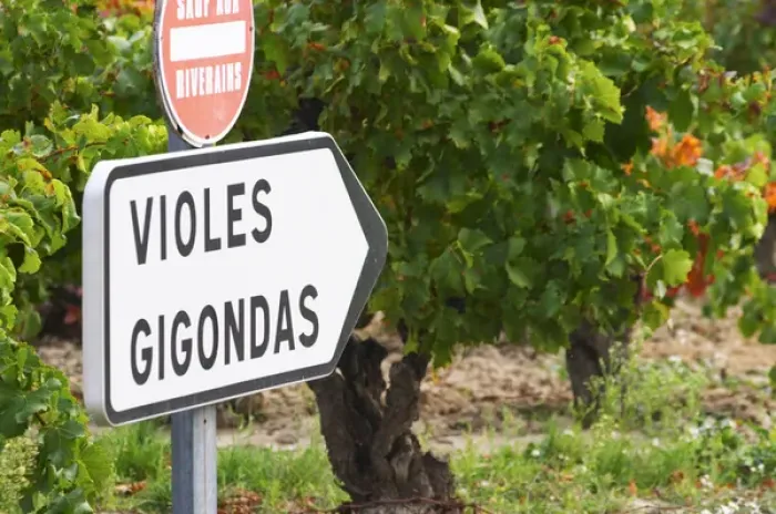Framed Print : Road sign in front of the vineyards saying Gigondas and Violes. An old vine in Framed Print : Road sign in front of the vineyards saying Gigondas and Violes. An old vine in