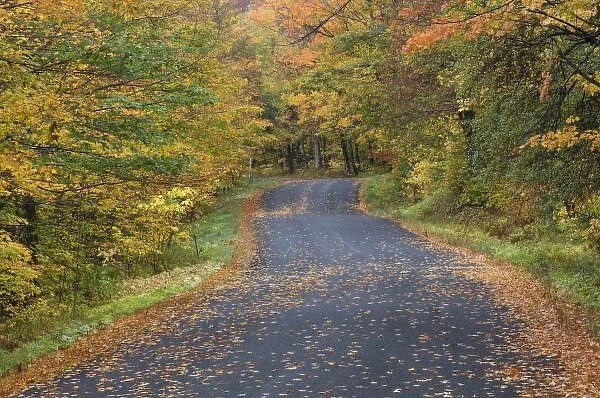 Roadside fall foliage