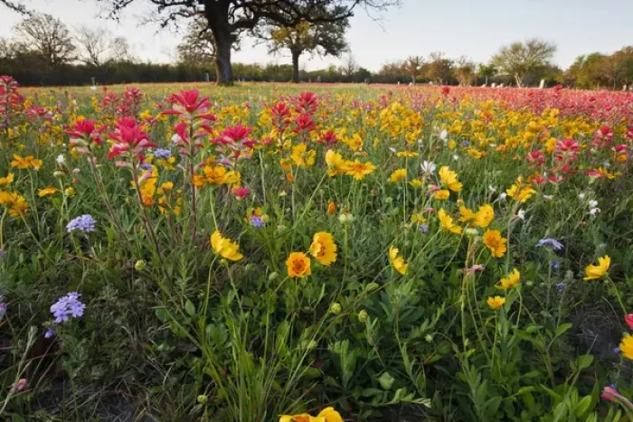 Framed Print : Roadside wildflowers in Texas, spring Framed Print : Roadside wildflowers in Texas, spring