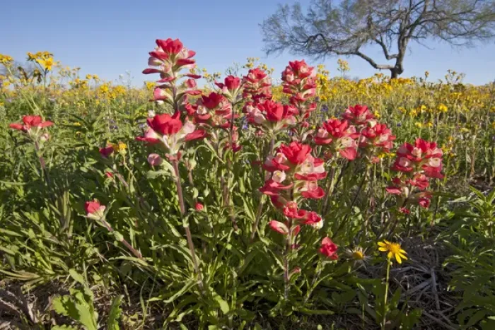 Framed Print : Roadside wildflowers in Texas, spring Framed Print : Roadside wildflowers in Texas, spring