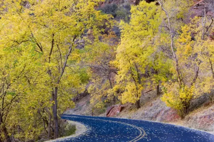 Framed Print : Roadway covered with autumn leaves in Zion National Park in Utah Framed Print : Roadway covered with autumn leaves in Zion National Park in Utah