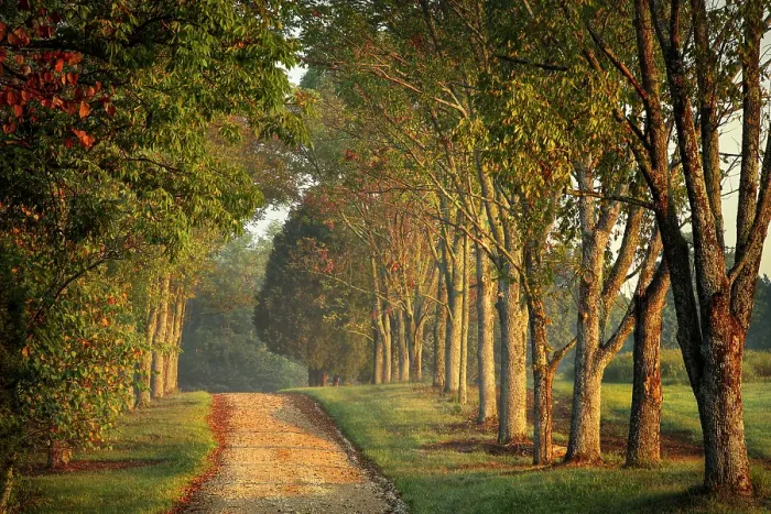 Framed Print : Roadway and fences on horse farm at sunrise, Oldham County, Kentucky