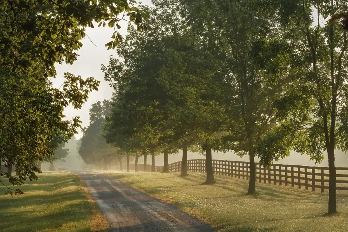 Framed Print : Roadway and fences on horse farm at sunrise on foggy morning, Oldham County, Kentucky
